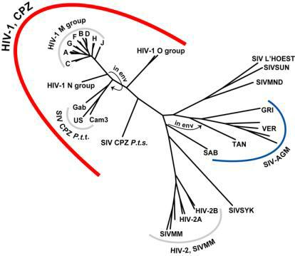 Phylogenetische Analyse: 'Abstammungs-Baum' am Beispiel der Verwandtschaft von HIV und SIV (Grafik: wikimedia / Theoretical Biology and Biophysics Group, Los Alamos National Laboratory)
